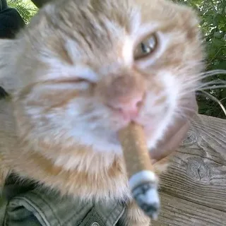 @alechkatt