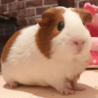 @dailyguineapigs