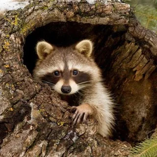 atreehole
