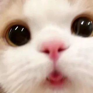@yhtypingce