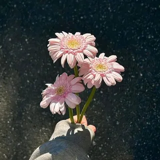 @sentesfictenth10