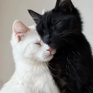 @q44z4