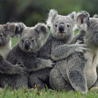 [ Koala ]