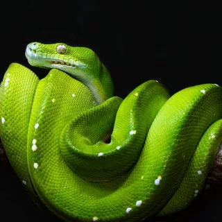 @toxic_lit
