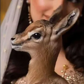 @in_11i