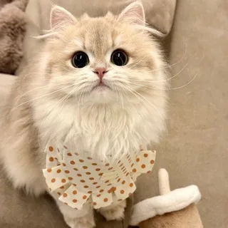 @qq2425