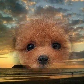 @x66726799
