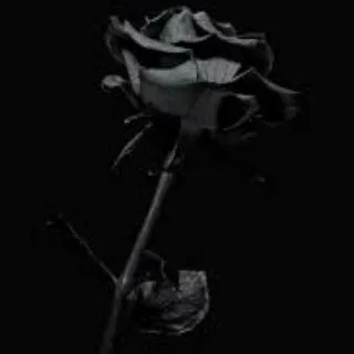 @blackrosebackup