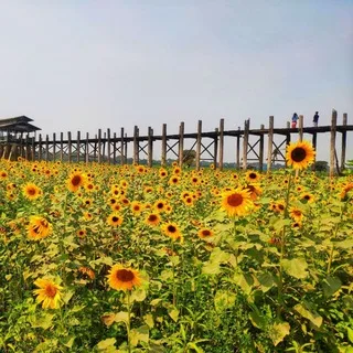 @sjtfgsc