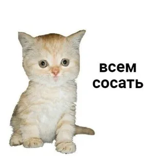 Вебкам Чат