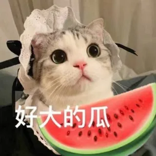 吃瓜 🍉(亚太悬赏)