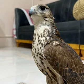 ูุตุงุฆุฏ ุจุฏููู