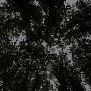 занне́с