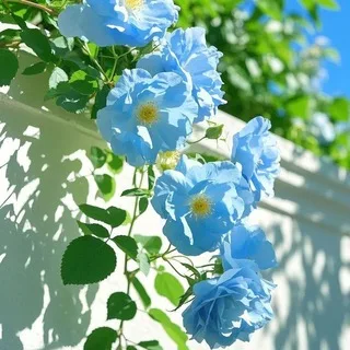@lihatab0