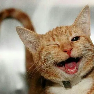 @nokit24