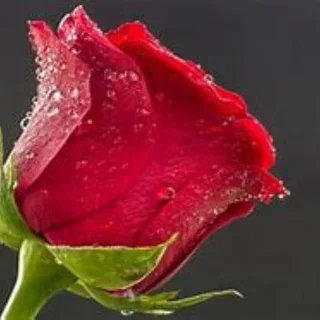 @hhshijiehp