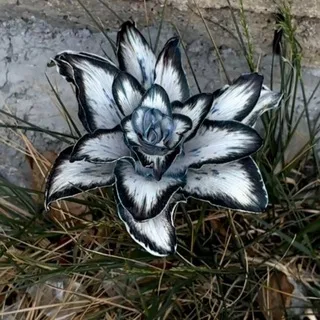 成都茉莉花已验证车库