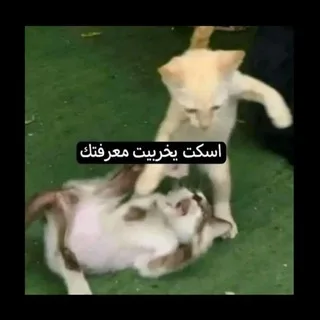 @hoss1372004