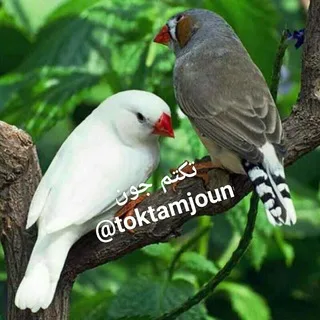 @toktamjoun