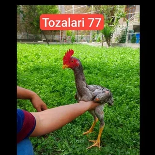 @tozalari77
