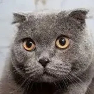 Cat Viral
