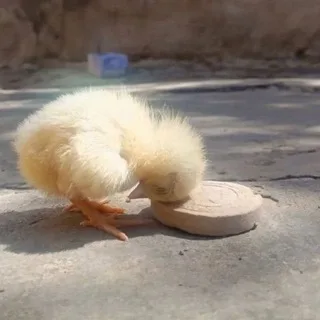 @rr1rrrr0
