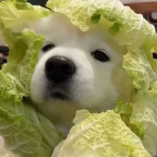 狗子嗷呜🇨🇳