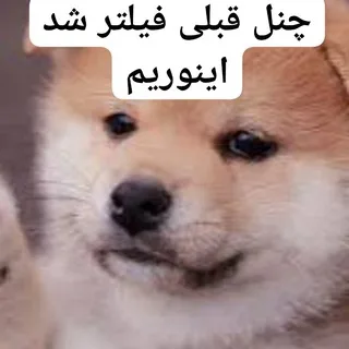 چالش وطنی ، چالش نود هات داگز