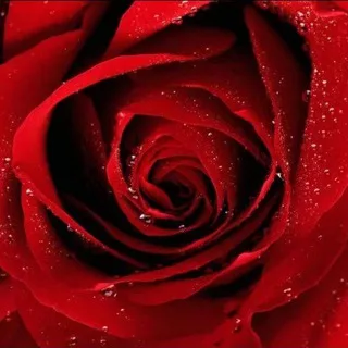 @rose_9918