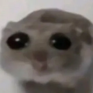 хомячок🐹