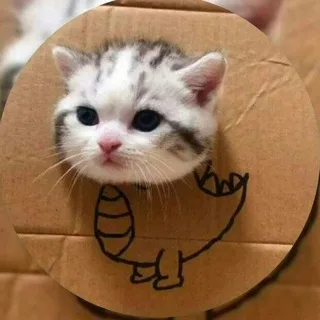 @pussy_meme