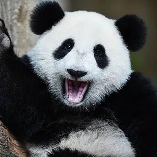 @hottpanda