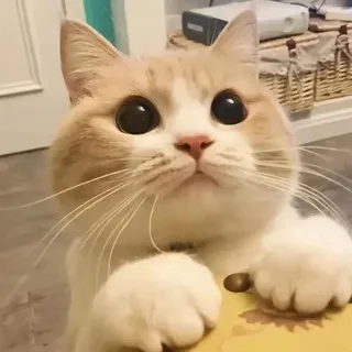 @h800cjbg