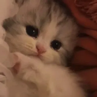 притон мило4ки🎀